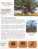 This is the first page of the Nuru Ghana 2024 Baseline Report Impact Brief.