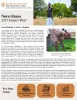 This is an image of page 1 of the Nuru Ghana 2025 Impact Brief.  It depicts pictures o female farmers in their fields along with text and other graphics related to the research.