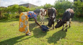 This is the report cover for Nuru Kenya 2023 Dairy Impact Brief.  It shows a Kenyan woman feeding three cows.
