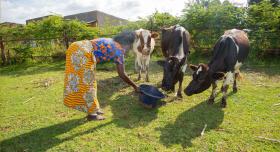 This is the report cover for Nuru Kenya 2023 Dairy Impact Brief.  It shows a Kenyan woman feeding three cows.