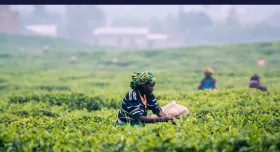 This is the report cover for Monitoring & Evaluation (M&E) Plan for Nuru Nigeria.  It shows a female Nigerian farm worker in the fields of an unknown crop.